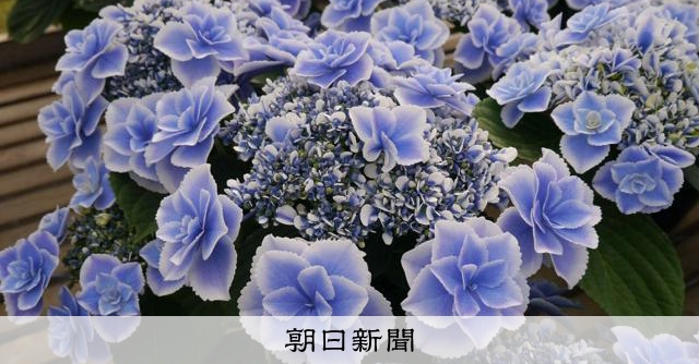 島根県オリジナルアジサイ 第7弾の名称は「瑠璃るらら」 [島根県