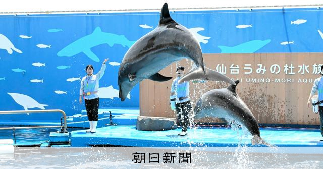 仙台うみの杜水族館でバンドウイルカのエル1歳誕生日イベント開催