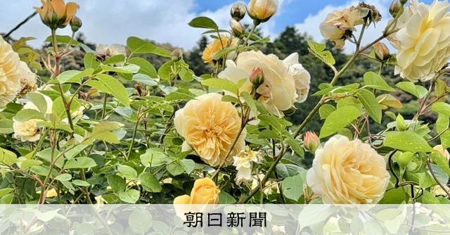 新緑に彩りを添える満開のバラ 高知・四万十市で見ごろ迎える [高知県