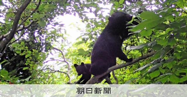 クマがサクラを救う？　実を食べ高所でフン、温暖化からの避難に一役 
 
ツキノワグマが野生のサクラの実を食べて、標高の高い場所でフンをすることが、温暖化による悪影響を防ぐために涼しい場所へ避難したいサクラに一役立っている――。