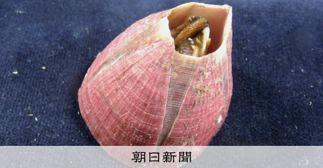 「海の外来種」日本で100種超す　最新調査で判明　温暖化も影響 
 
日本の海にもともと生息しない「外来種」が、記録の残る江戸末期以降で100種以上、国外から入り込んでいたことが最新の調査で明らかになった。