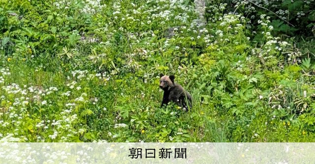 北海道士別市跳台附近出現棕熊，緊急開槍獵殺