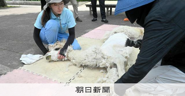 RT @asahicom: 【動画】暑さ迎える前にすっきりと　千葉・市川市動植物園でアルパカの毛刈り

暑さに弱く、毛が抜け替わらないアルパカ。園で刈りとった毛は約10キロにもなります。顔以外はスリムになったアルパカたち。頭の部分は…