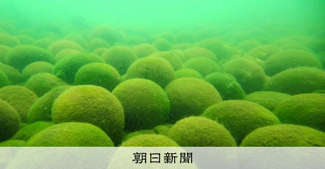 特別天然記念物「阿寒湖のマリモ」、すでに温暖化影響の可能性も 
 
地球温暖化が進んで阿寒湖（北海道釧路市）に氷が張る期間が短くなると、将来、国の特別天然記念物「阿寒湖のマリモ」の生存が脅かされる恐れがある。