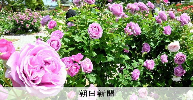 450品種1万2千株、色鮮やかな花楽しんで 岡山・RSKバラ園 [岡山県