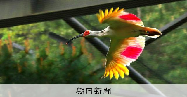 トキを能登で放鳥、復興のシンボルに　本州で56年ぶりの定着めざす