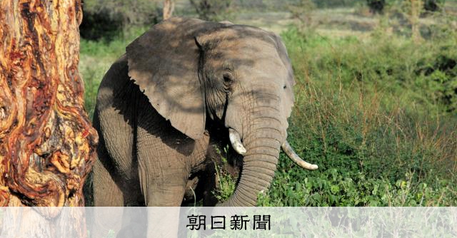 ゾウが消えると糞虫も消える 野外で4千匹超を捕まえ人気のフン調査:朝日新聞