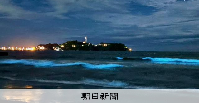 青白く光る「夜光虫」、湘南の海を彩る