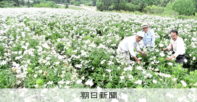 富山縣小矢部市舉辦芍藥採摘體驗活動，推廣在地藥用植物特產