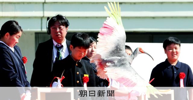 能登復興への願いトキに託し空へ　本州で初、56年ぶりの定着めざす