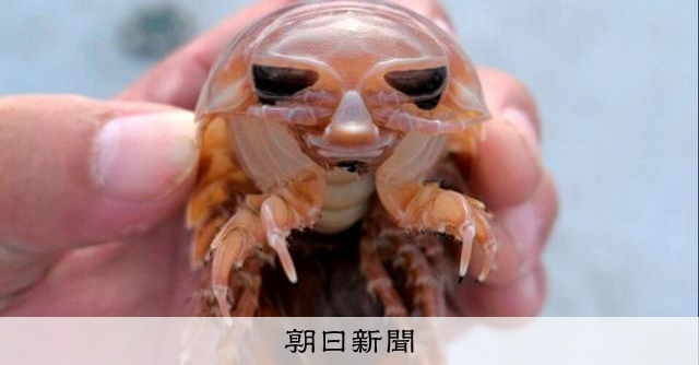 RT @asahicom: 【集合】オオグソクムシ1千匹「カゴいっぱいで想定外」、深海に謎の大集落


　一晩仕掛けたと