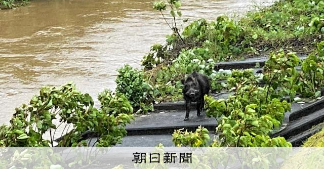 台風6号、三重・尾鷲は積算雨量561ミリ　増水した川にイノシシも 
 
3日未明から朝にかけて三重県付近を通過した大型の台風6号は、県南部を中心に道路の通行止めや冠水などの被害をもたらした。3日午前8時の時点で人的被害は確認されていない。