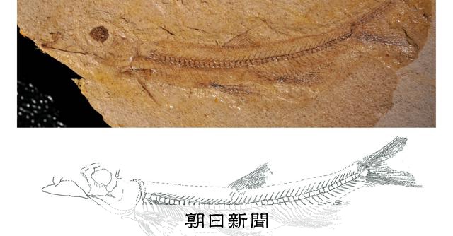 化石発見が語る過去の水面
