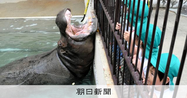 カバの歯磨き、見習った園児「私もしっかり」 兵庫・姫路市立動物園