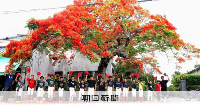復帰の年に植樹 ホウオウボクが真っ赤に開花 宜野座村でシンボルに