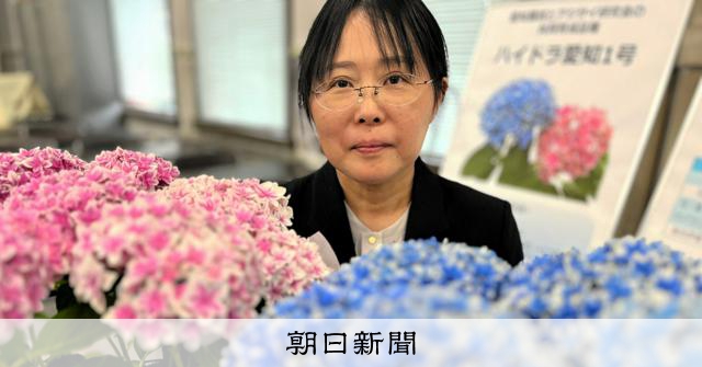 アジサイ出荷1位、でも新品種は初 愛知県「ならでは」の事情と期待:朝日新聞