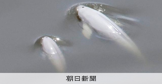 家族でTDRに？子連れのスナメリ、東京湾奥部で撮影「貴重な記録」