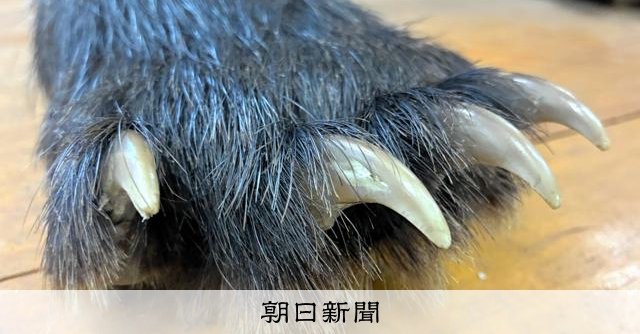 市中心部まで出没　「クマハンター」増やしたいけど……養成の現実は