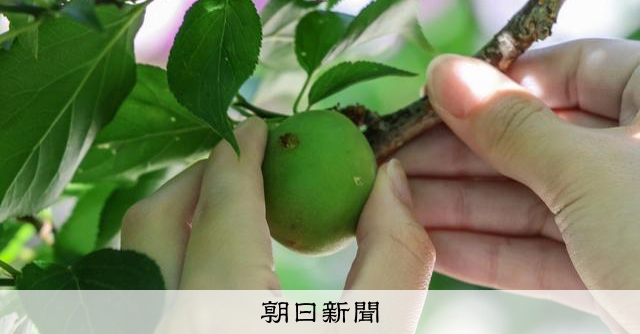 梅干しづくりに黄信号? 主産地の和歌山、3年連続で不作の見通し:朝日新聞