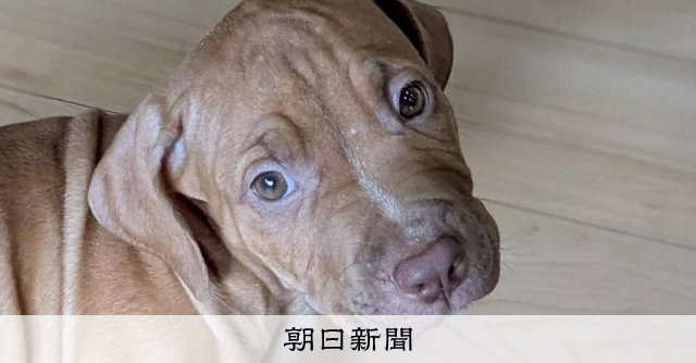 ピットブルの飼育、厳格化を検討へ　かまれる被害に福岡市が有識者委