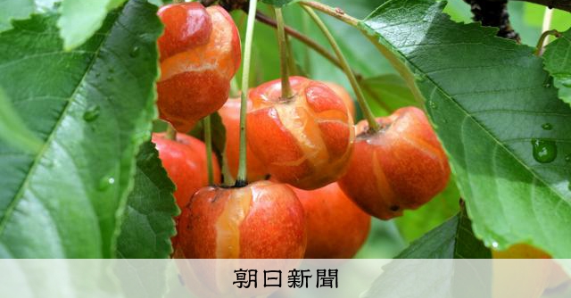 ナフサ不安の影響、サクランボ農家や薬局、もみじまんじゅう店にも:朝日新聞