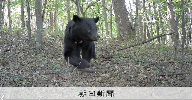 扉）クマ個体数、統一手法で調査へ 環境省がカメラ設置、まずは東北