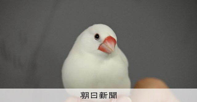 白文鳥のぶんちゃん旅立つ 弥富市歴史民俗資料館の「名誉館鳥」 [愛知