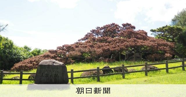 天然記念物の巨樹が枯死 沖縄の「久米の五枝のマツ」、指定解除へ:朝日新聞