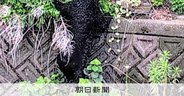東北地區熊害頻傳，獵人卻逐年減少，每人負擔增至五倍