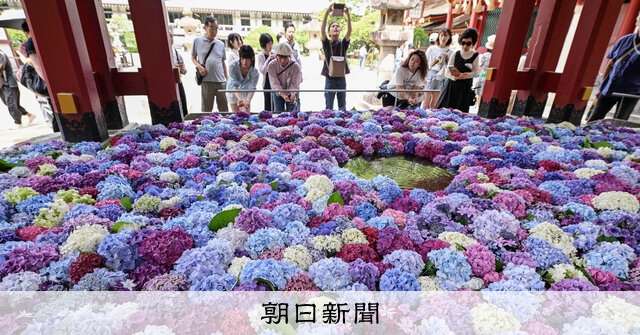 癒やし浮かべて 太宰府天満宮に「花手水」登場：朝日新聞
