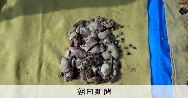 漁民違法棄置河豚毒部位及魚內臟 海保署依違反條例及廢棄物處理法送辦