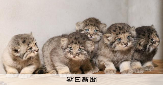 神戶動物王國誕生五隻蒙古野貓寶寶，今夏將公開亮相