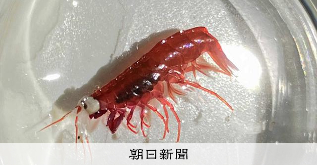 深海發現巨眼新種「大眼橫蝦」 鹿兒島大學等團隊命名