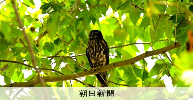 小型フクロウのアオバズク 越冬で1800キロ超の海上をひとっ飛び:朝日新聞