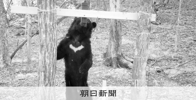 クマ個体数の統一調査開始、カメラ800台で撮影 林内の作業を取材 クマ個体数の統一調査開始、カメラ800台で撮影 林内の作業を取材
