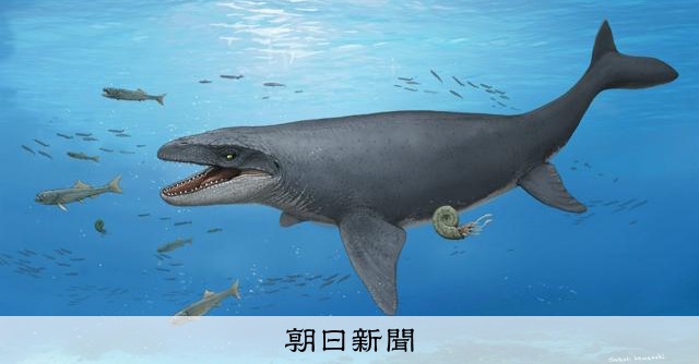 「海のティラノサウルス」国内で初発見 大阪の化石、新種の可能性も:朝日新聞