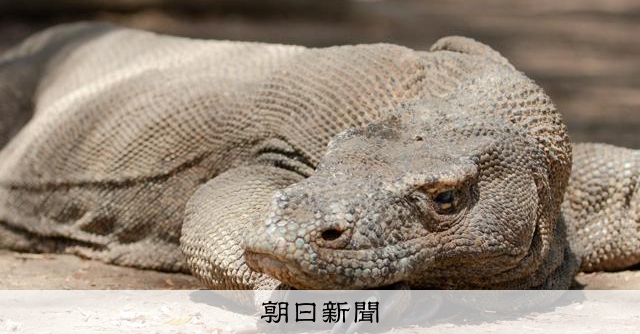フローレス原人、オオトカゲのおこぼれ食べた? ゾウの骨調べて判明:朝日新聞