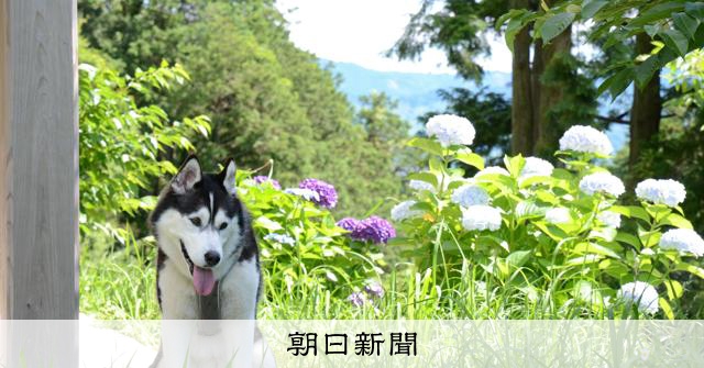 シベリアンハスキーものびのび 九州北部豪雨被災柿園跡にドッグラン