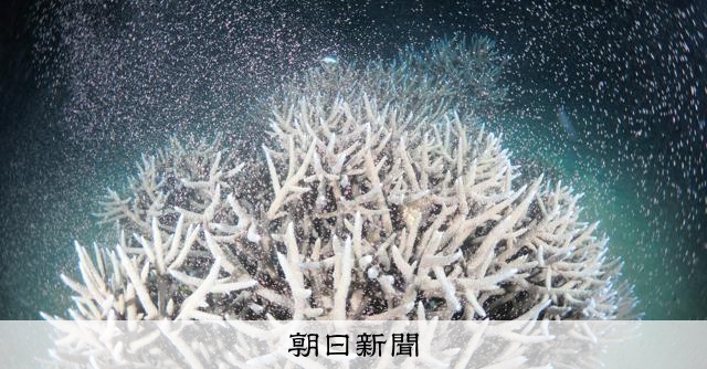 夜の海に神秘的な光景 サンゴが一斉産卵、ピンクの粒漂う 奄美大島