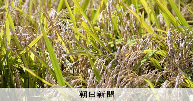 コメ価格、向こう3カ月の見通し指数が過去最低水準に コメ余りで:朝日新聞