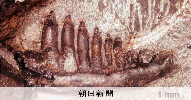国産化石 勝浦　２６０７１８－４ 徳島・勝浦町で国内最古級のトカゲ類の化石発見 新種の可能性も [徳島