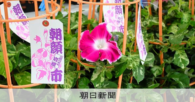 丹精込めた600鉢 朝顔市が大盛況 さいたま市岩槻区 [埼玉県]：朝日新聞