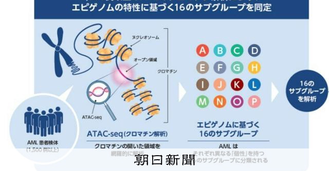 急性骨髄性白血病の「個性」16分類 エピゲノムに注目 京都大:朝日新聞