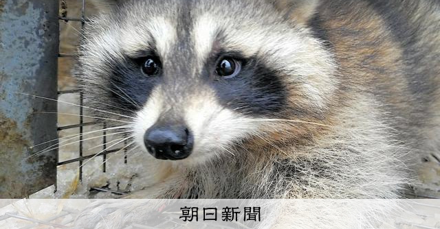 アライグマが運ぶ食中毒の原因菌、川を汚染 大阪公大、感染経路探る:朝日新聞