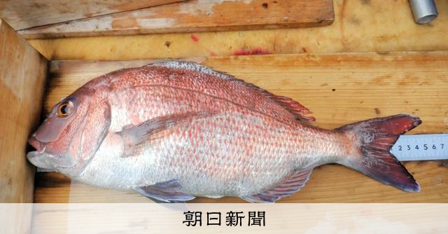 ダイエットからのリバウンド、魚の世界は大歓迎?三重県が挑む養殖法:朝日新聞