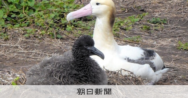 アホウドリ、絶滅危機から1万羽超↑ 模型作戦でコロニー復活 伊豆