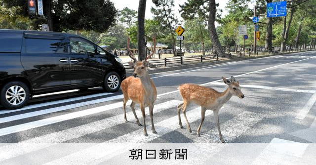 奈良公園鹿隻數量連兩年創新高 達1687頭 專家歸因於遊客餵食