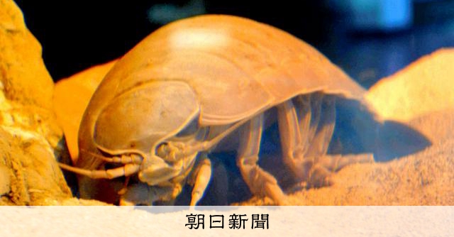鳥羽水族館の人気者ダイオウグソクムシ、展示休止に　最後の個体死ぬ：朝日新聞
