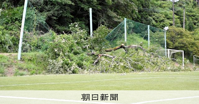 静岡のサッカー場に倒木、観戦者7人けが 樹齢30年以上のクヌギか:朝日新聞