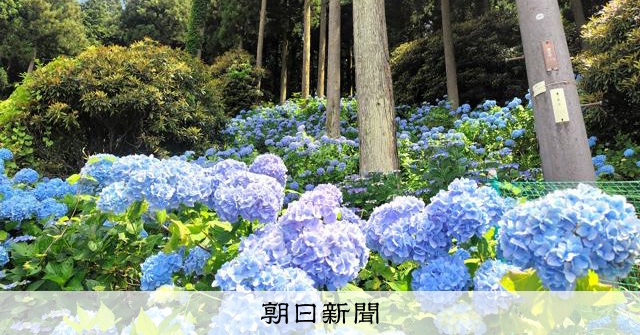 杉木立にブルーのアジサイ盛り 標高千メートルの和歌山・かつらぎ町